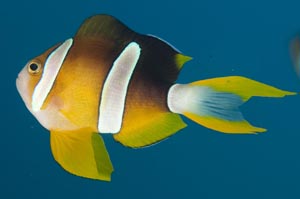 クマノミ　Clark's anemonefish　Amphiprion clarkii　HIRO/細谷洋貴