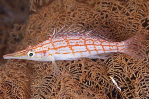 クダゴンベ　Longnose hawkfish　Oxycirrhites typus　HIRO/細谷洋貴