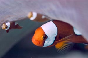 トウアカクマノミ　Sddleback anemonefish　Amphiprion polymnus　HIRO/細谷洋貴